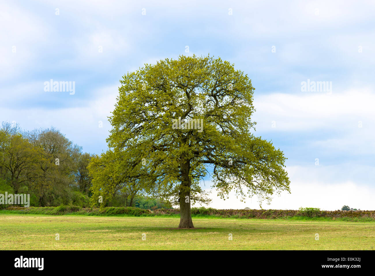 French Oak tree, Quercus robur, le printemps se transforme en été, à Swinbrook dans les Cotswolds, Oxfordshire, UK Banque D'Images