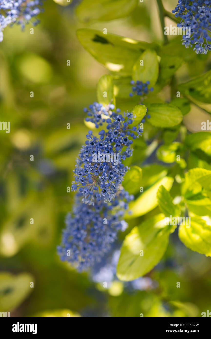 Ceanothus 'Pershore Zanzibar'. 'Lilas californien Pershore Zanzibar' Banque D'Images