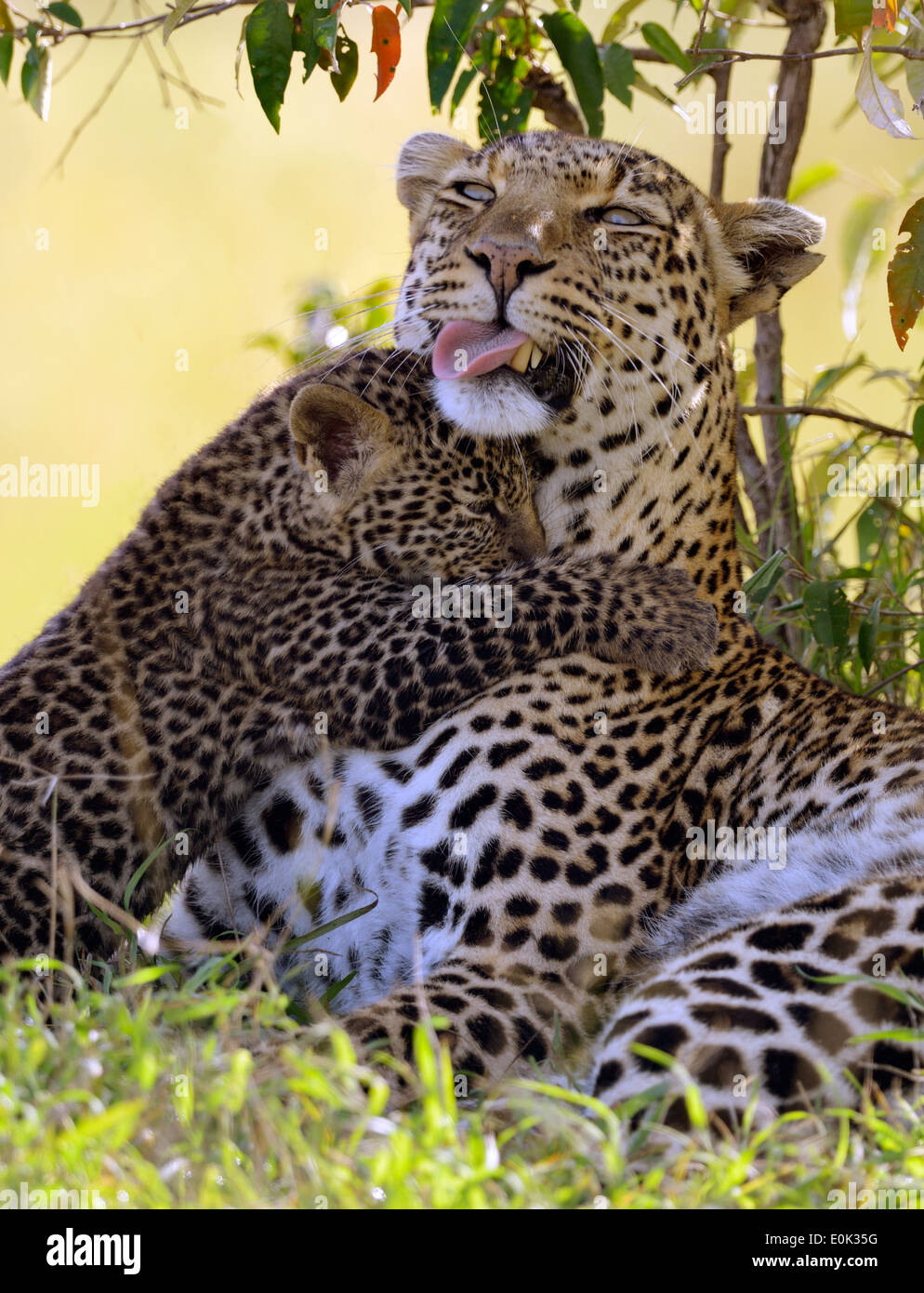 Leopard mère avec un cub, Masai Mara, Kenya Banque D'Images