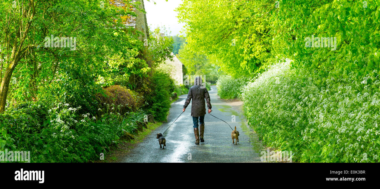 Woman walking dogs sur jour de pluie dans la région des Cotswolds, Royaume-Uni Banque D'Images