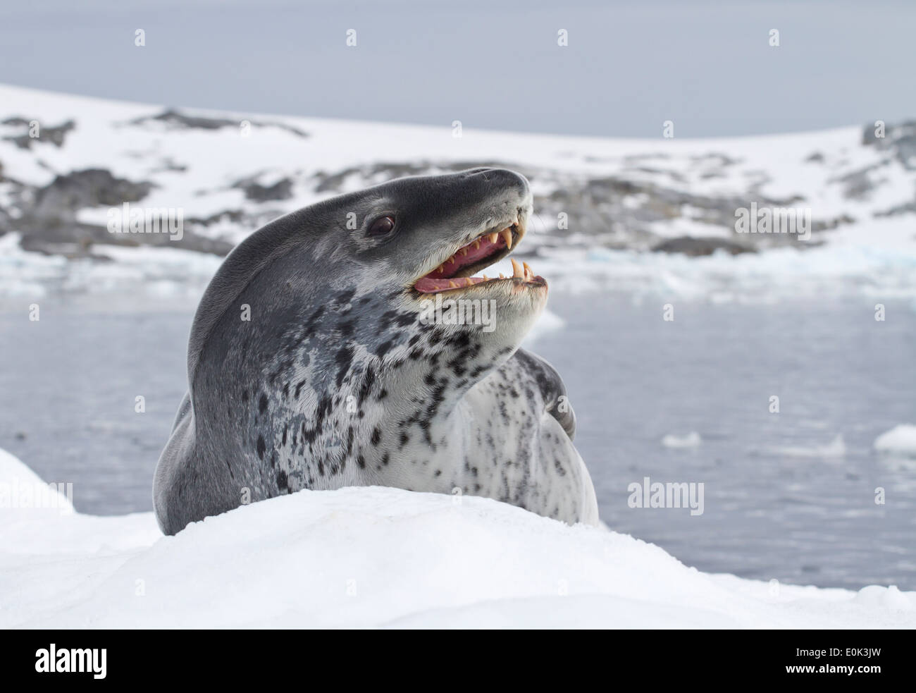 Leopard seal qui se trouve sur un banc de glace près de la côte antarctique Banque D'Images