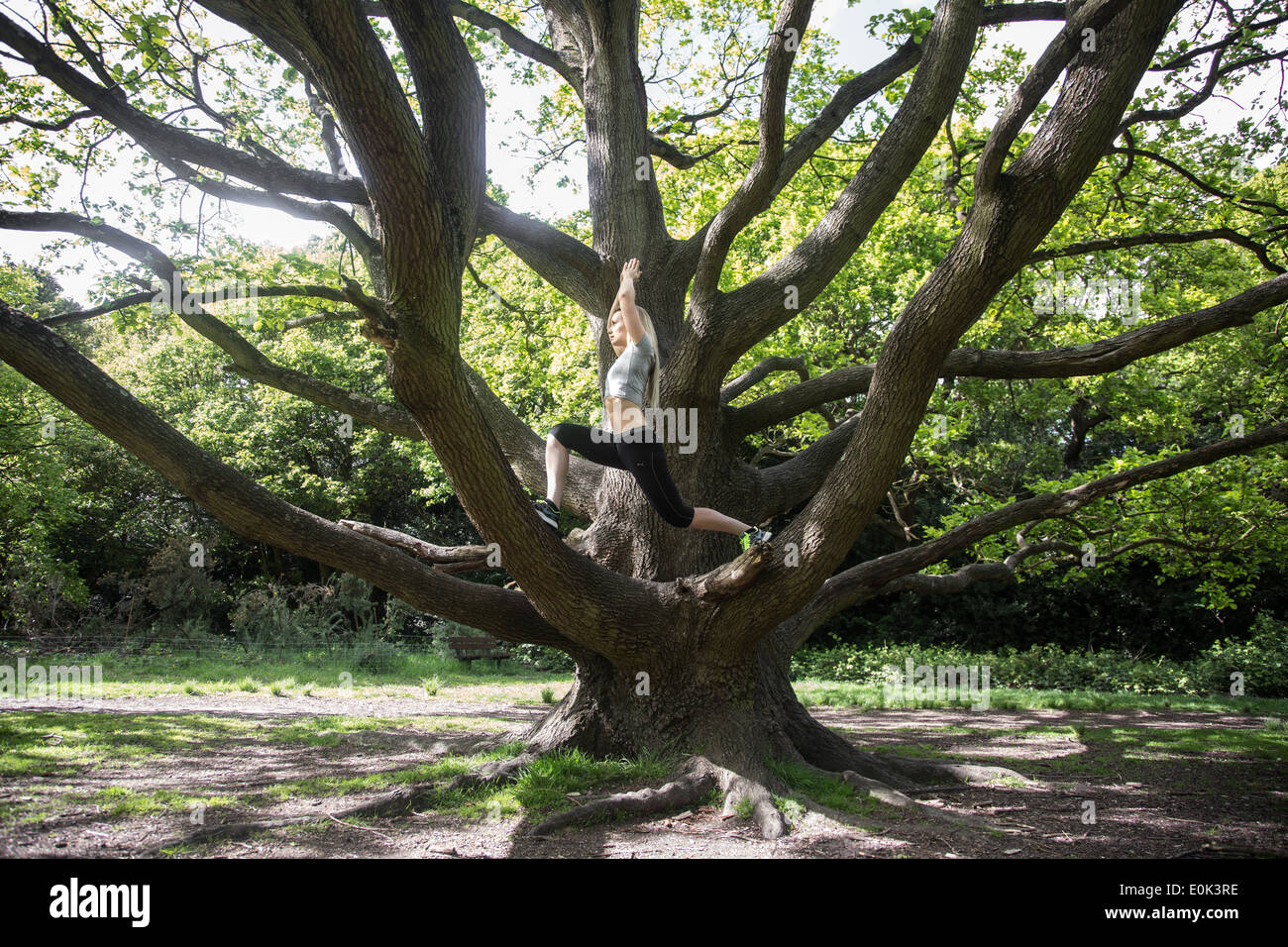 Dame blonde portant des guêtres noires et un petit gris la pratique du yoga au centre d'un arbre sur Hampstead Heath. Banque D'Images