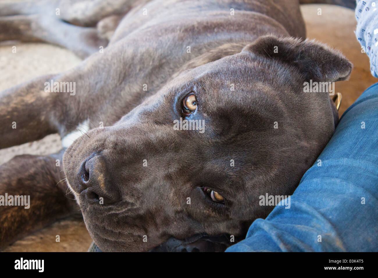 Chien italien corso 'cane corso' 'Gros plan face à la caméra à l' à la lumière du jour gris triste Banque D'Images