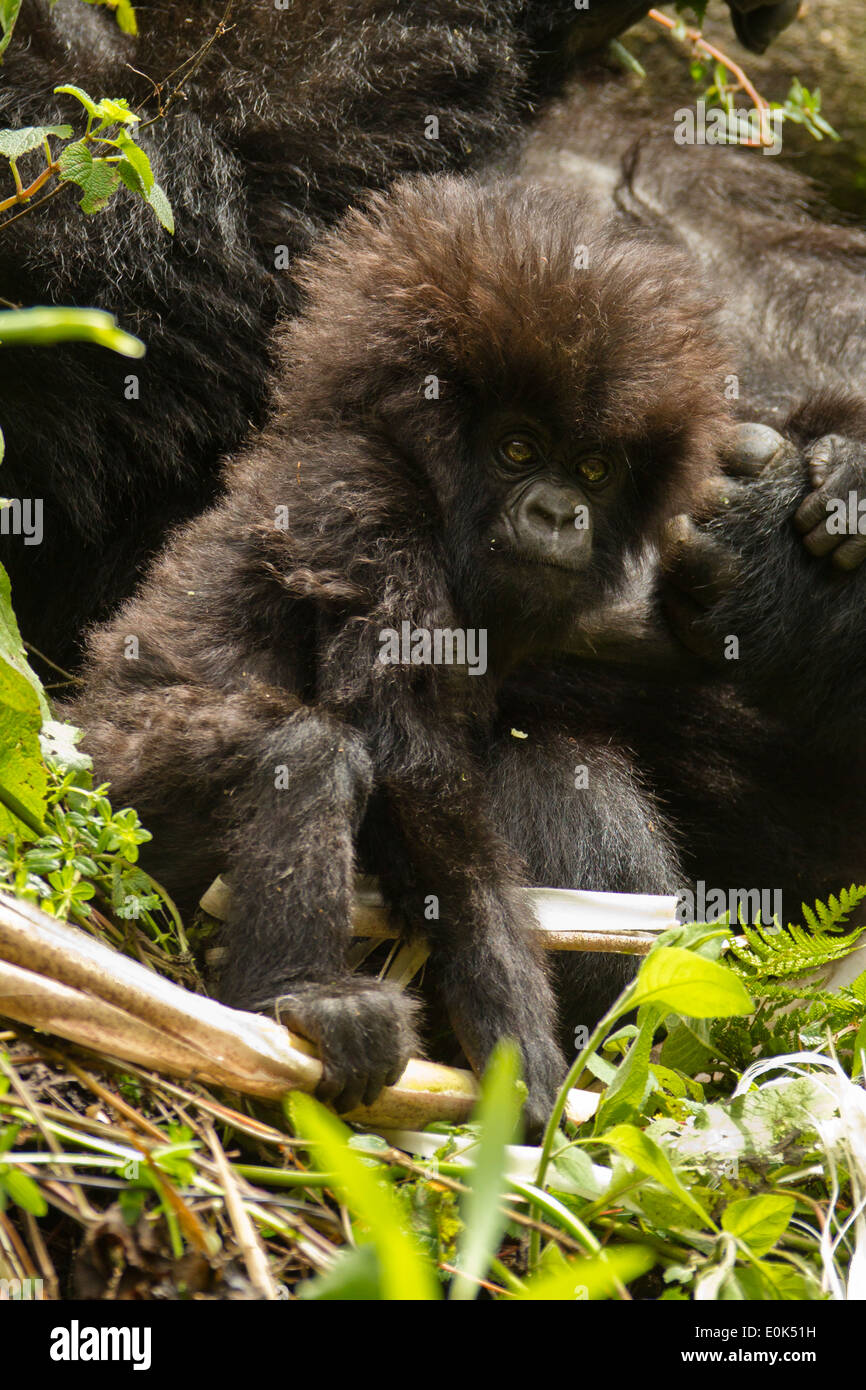 Gorille de montagne au dos argenté du Groupe Pavillon Sabyinyo, le parc national des volcans, Rwanda (Gorilla beringei beringei) Banque D'Images