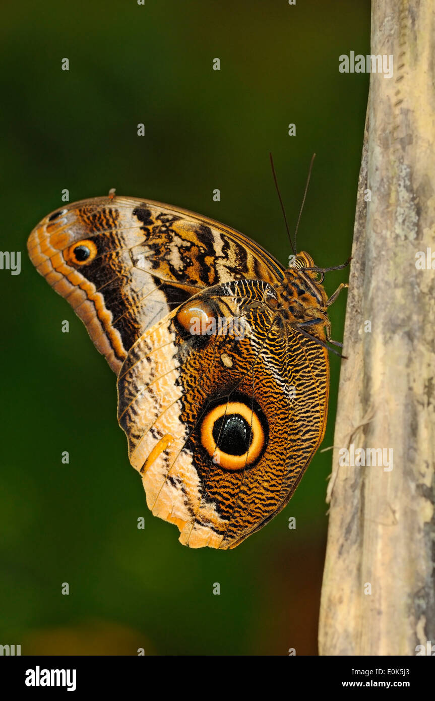 Photo verticale de grumes de jaune, Chouette géante Caligo atreus, perché sur une branche. Banque D'Images
