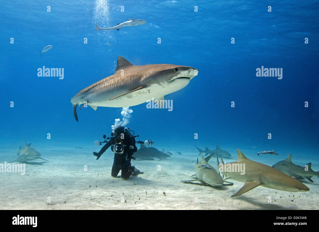 Plongeur avec Tiger, Caribbean reef et requins citrons, Bahamas (Galeocerdo cuvier), (Carcharhinus perezi), (Negaprion brevirostris) Banque D'Images