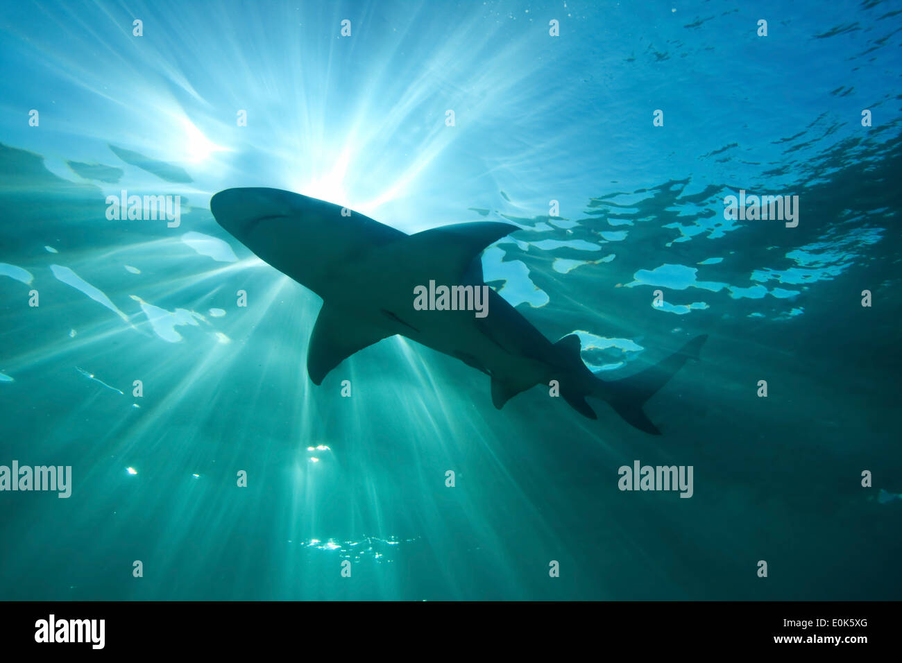 Requin de récif des Caraïbes, Bahamas (Carcharhinus perezi) Banque D'Images