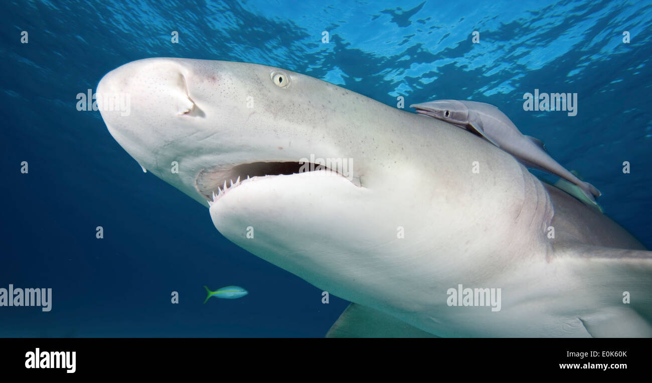 Requin de récif des Caraïbes, Bahamas. (Carcharhinus perezi) Banque D'Images