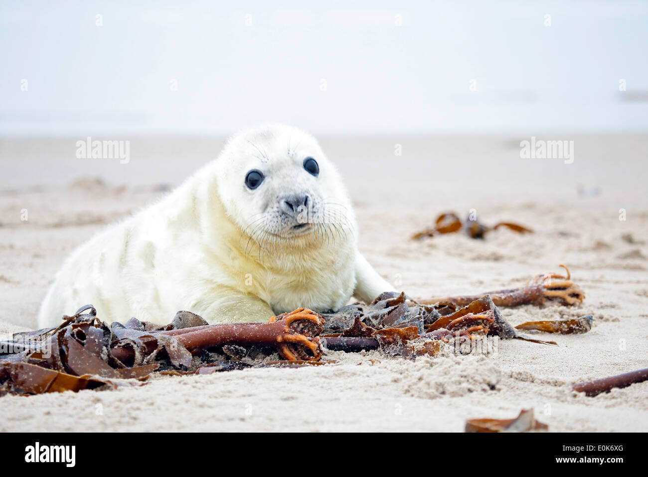 Bebe Phoque Gris Blanc Attend Avec Curiosite A La Plage Avec De Grands Yeux Ouverts Photo Stock Alamy