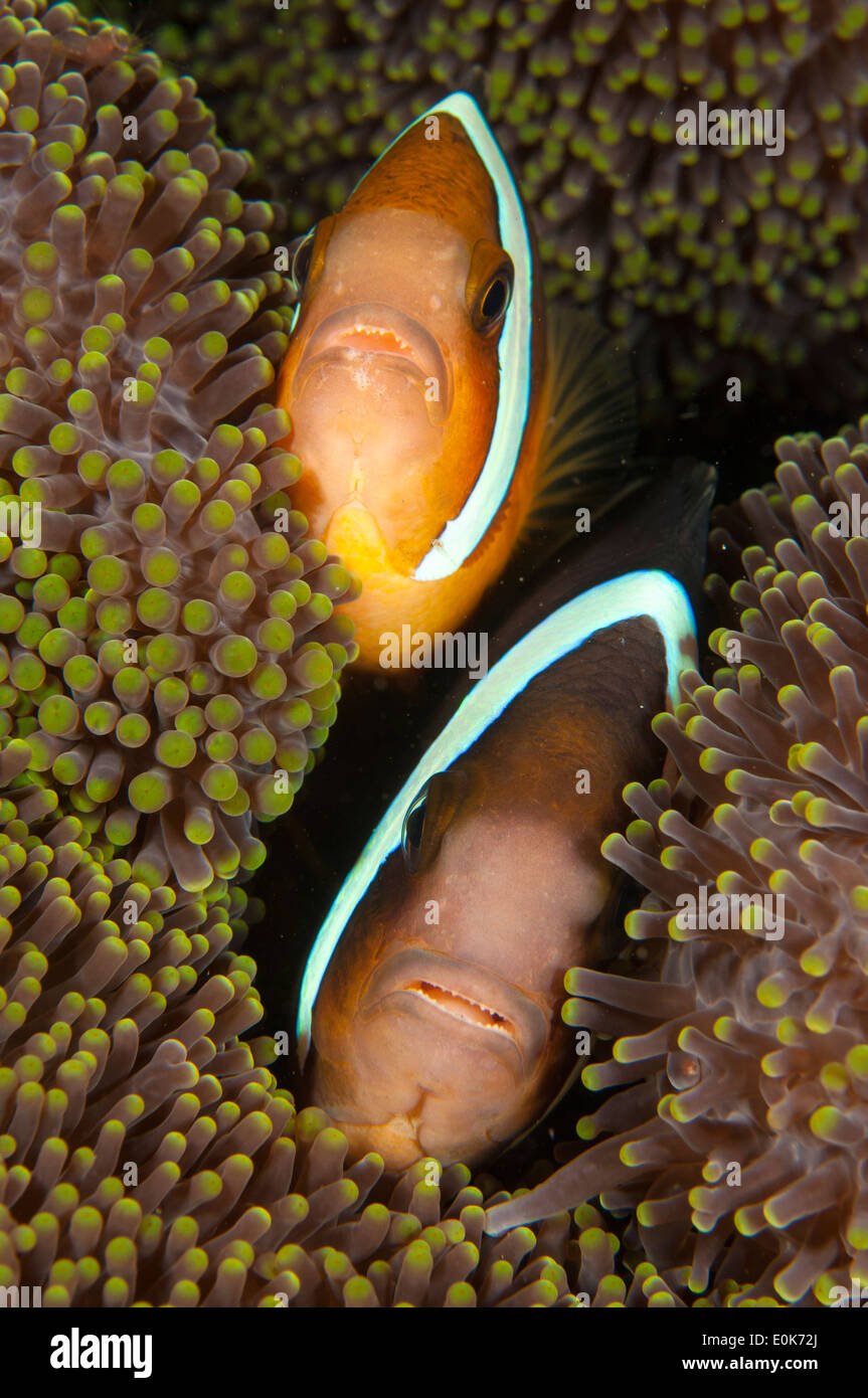 Clark's Anemonefishes, Lembeh, Indonésie (Amphiprion clarkii) Banque D'Images