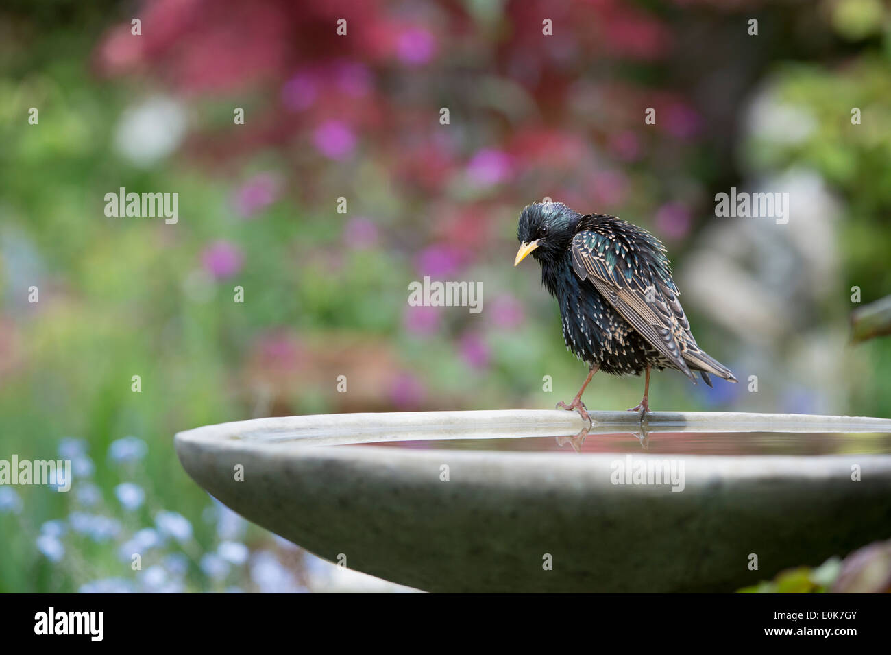 Sturnus vulgaris. Starling sur un birdbath Banque D'Images