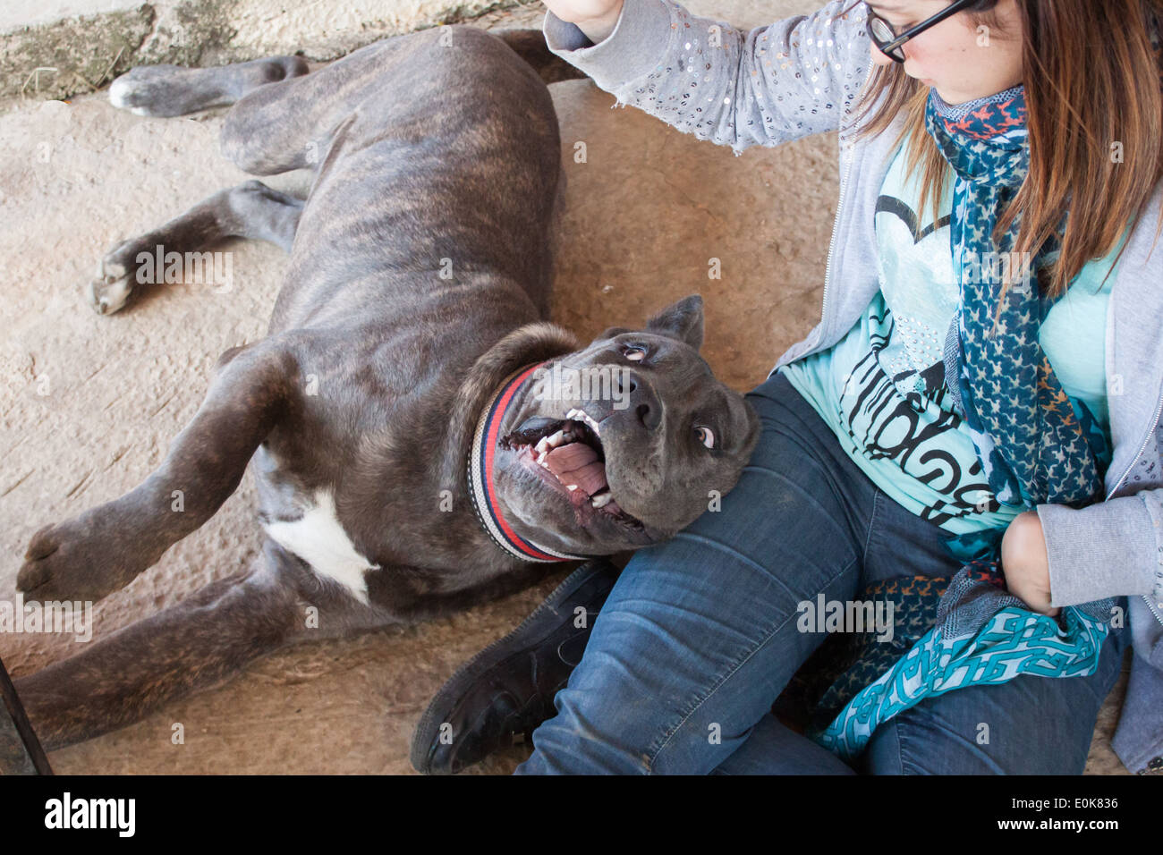 [Italien] chien chien [corso cane corso chien] [les] femme fille s'amusant drôle de jeu assis marbre closeup Banque D'Images