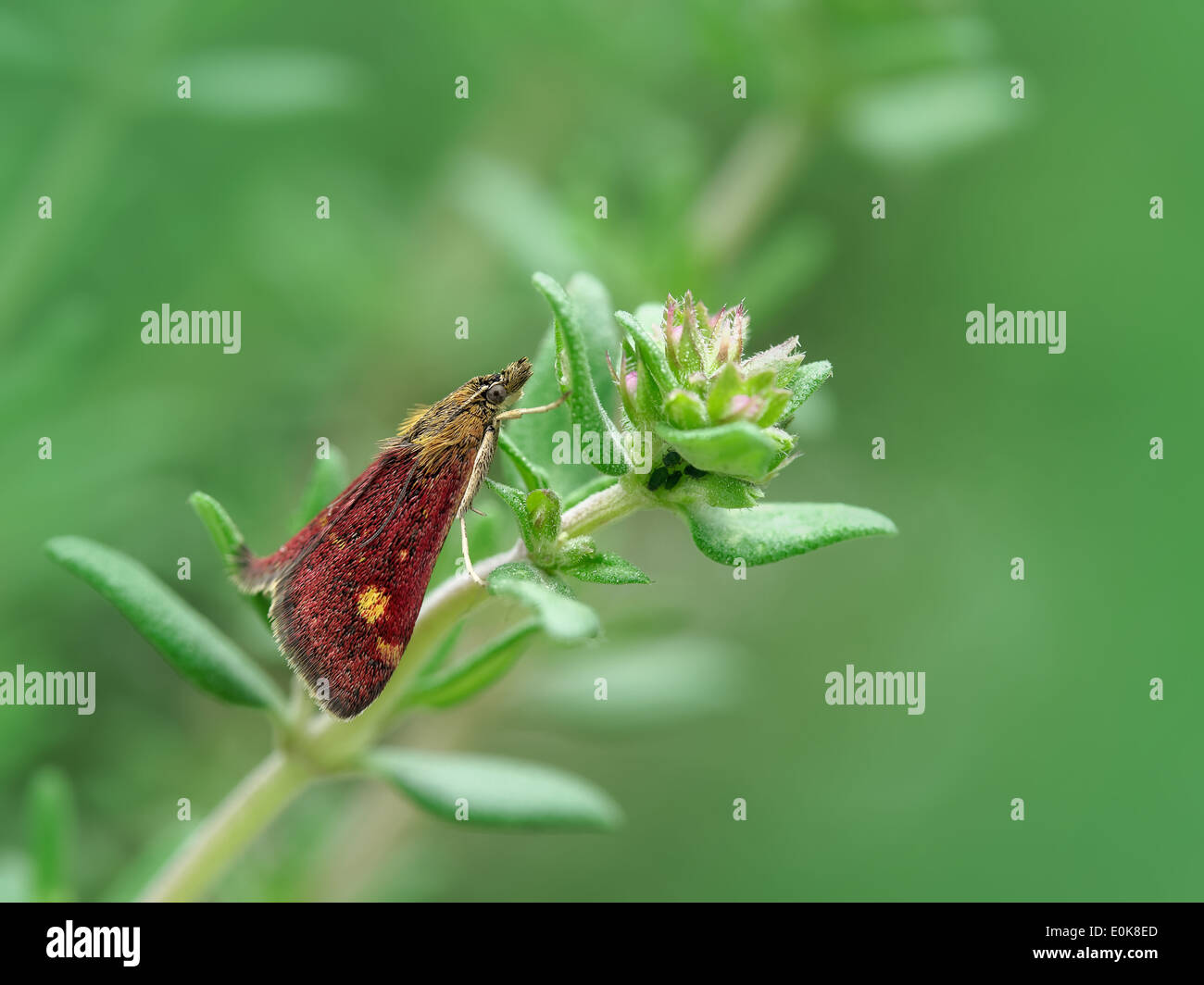 Papillon sur plante thym menthe Banque D'Images