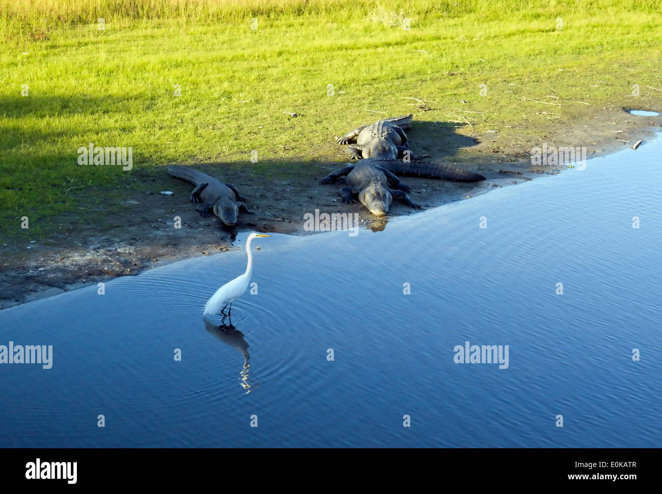 C'est risqué pour l'aigrette à errer si près d'un alligator. Banque D'Images
