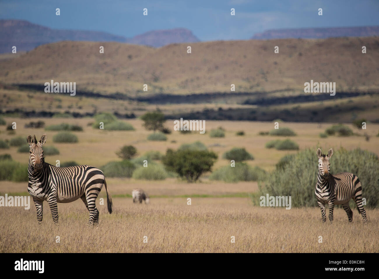 Zèbre de montagne de Hartmann (Equus zebra hartmannae) contre le paysage spectaculaire du Damaraland en Namibie Banque D'Images