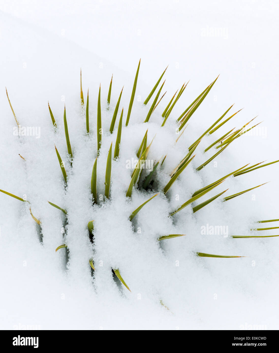 Yucca plante, la neige de printemps dans les montagnes Rocheuses, près de Salida, Colorado, USA Banque D'Images