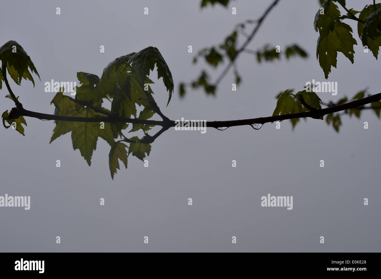 après la pluie Banque D'Images