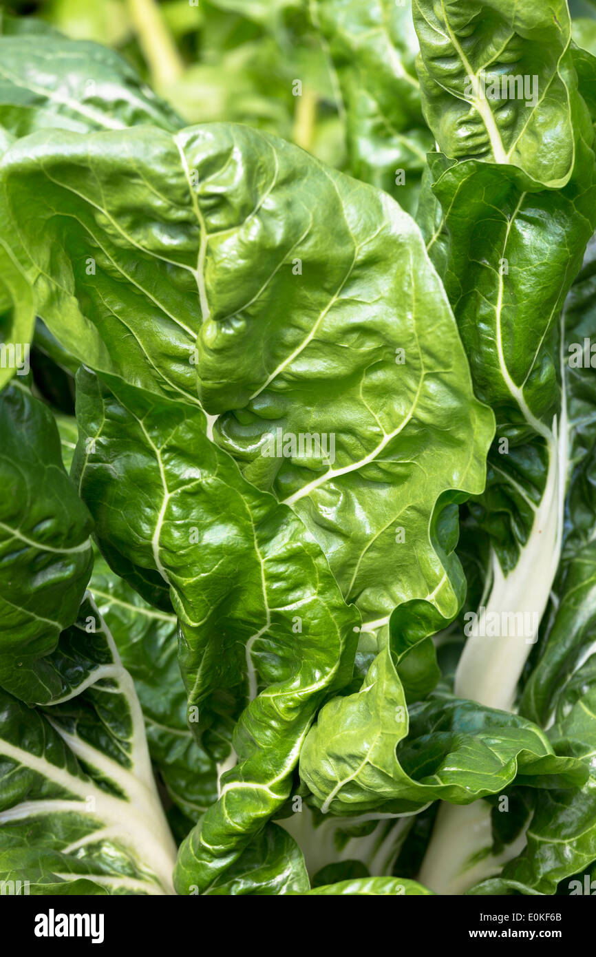 La Bette à carde, betterave-feuille Poiree, Beta vulgaris Cicla, variété en potager bio en UK Banque D'Images