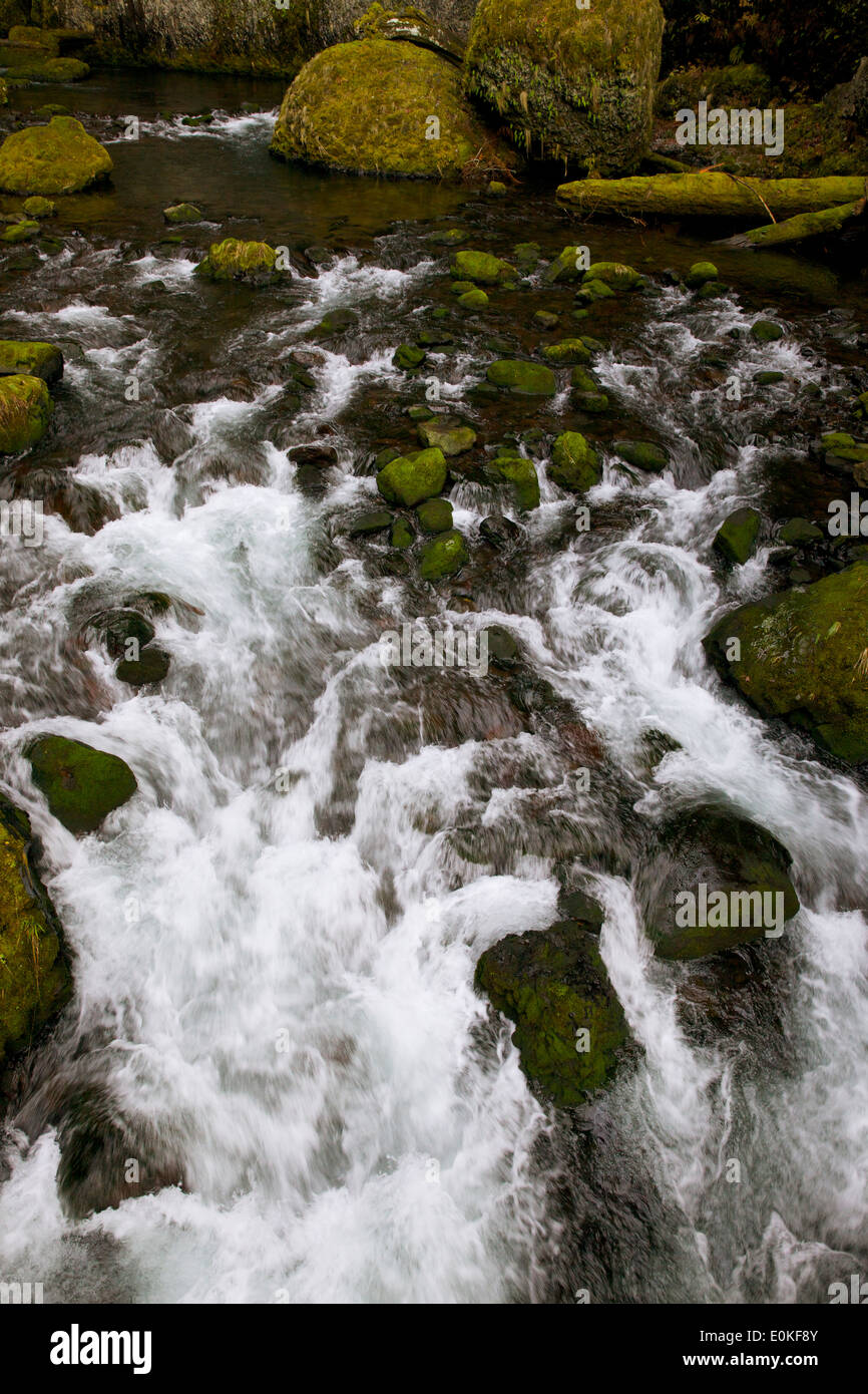 Tanner Creek s'écoule du Wachlella dans Comté de Multnomah Falls dans l'Oregon. Banque D'Images