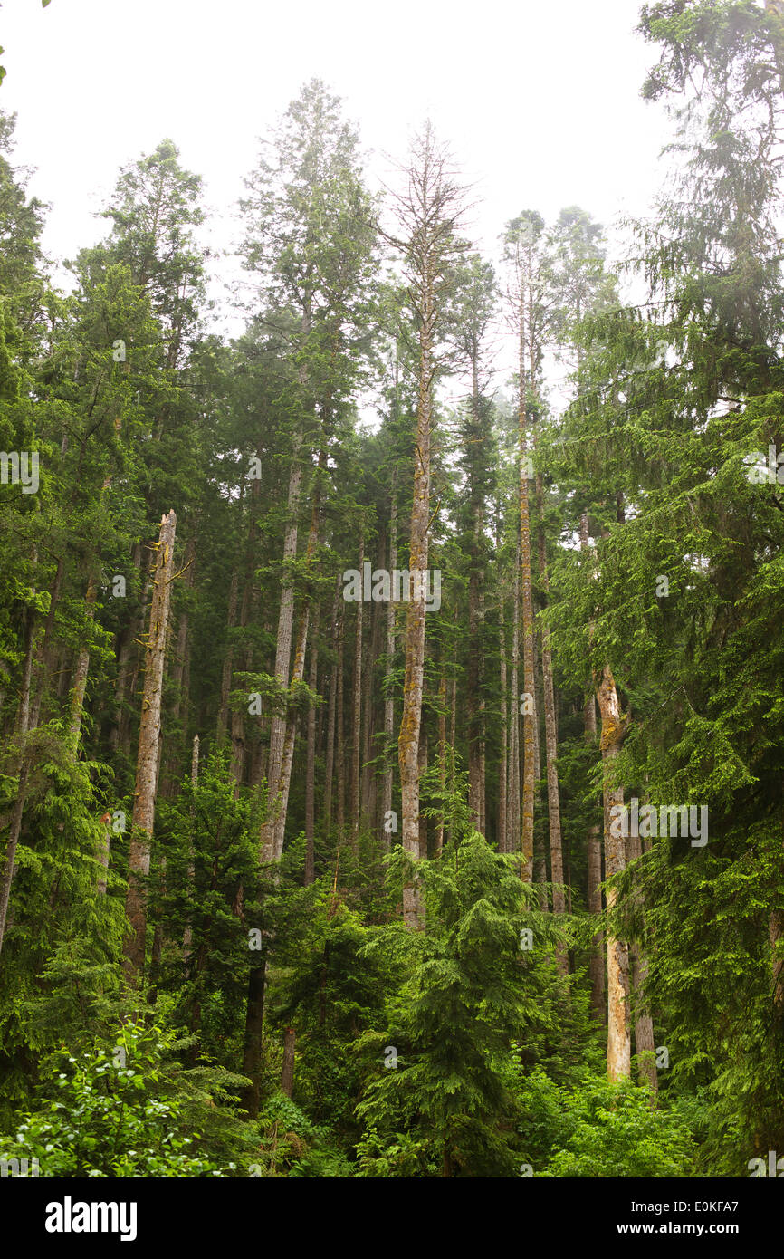 Un bosquet d'arbres Séquoia géant en russe Gulch State Park dans le comté de Mendocino, en Californie. Banque D'Images