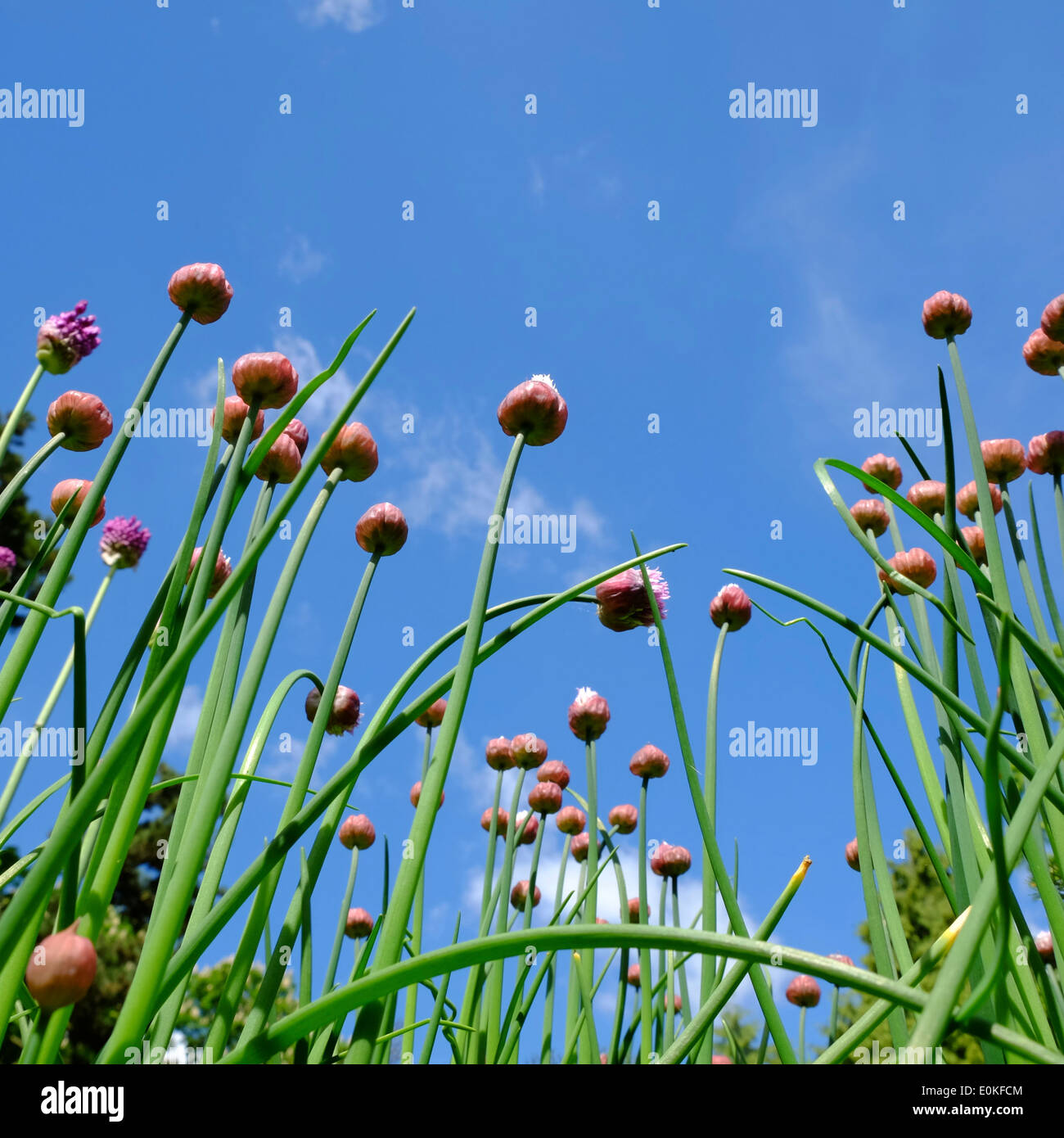 L'ouverture des fleurs d'Allium against sky Banque D'Images