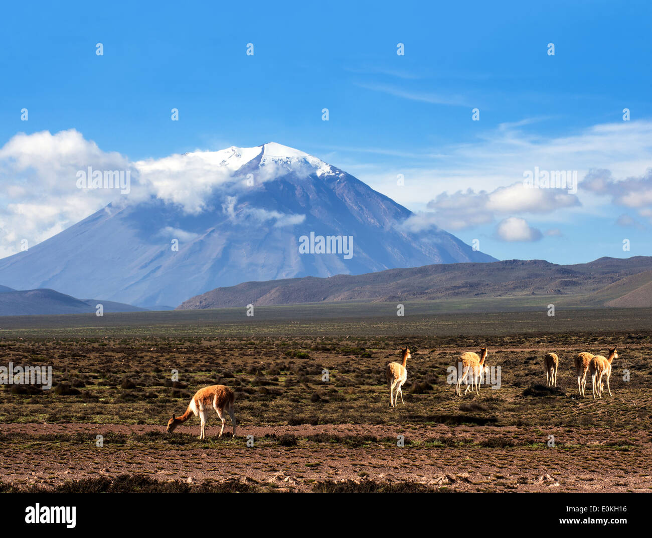 Vicunias paît dans l'Atacama, les volcans juriques et Licancabur. La photo a été prise sur la route à travers les Andes près de Paso Banque D'Images