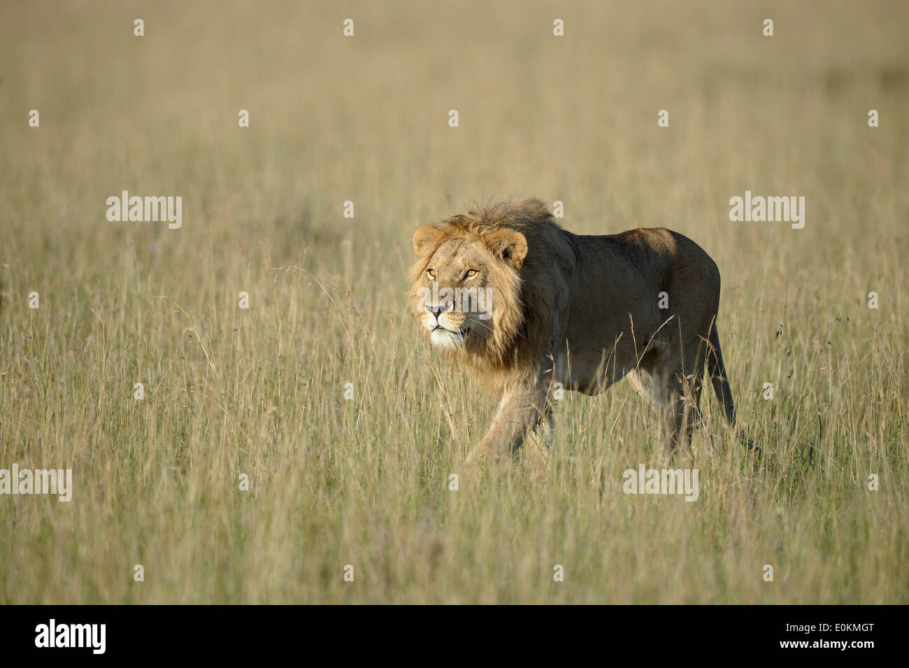 Jeune lion attaquant un homme lion pride Banque D'Images