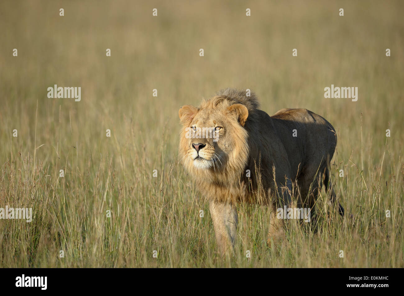 Jeune lion attaquant un homme lion pride Banque D'Images