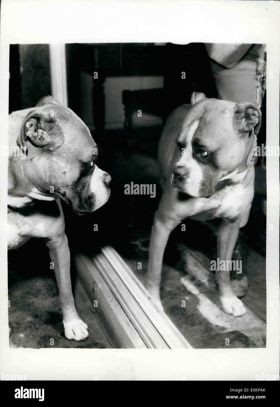 Butch dog Banque de photographies et d'images à haute résolution - Alamy