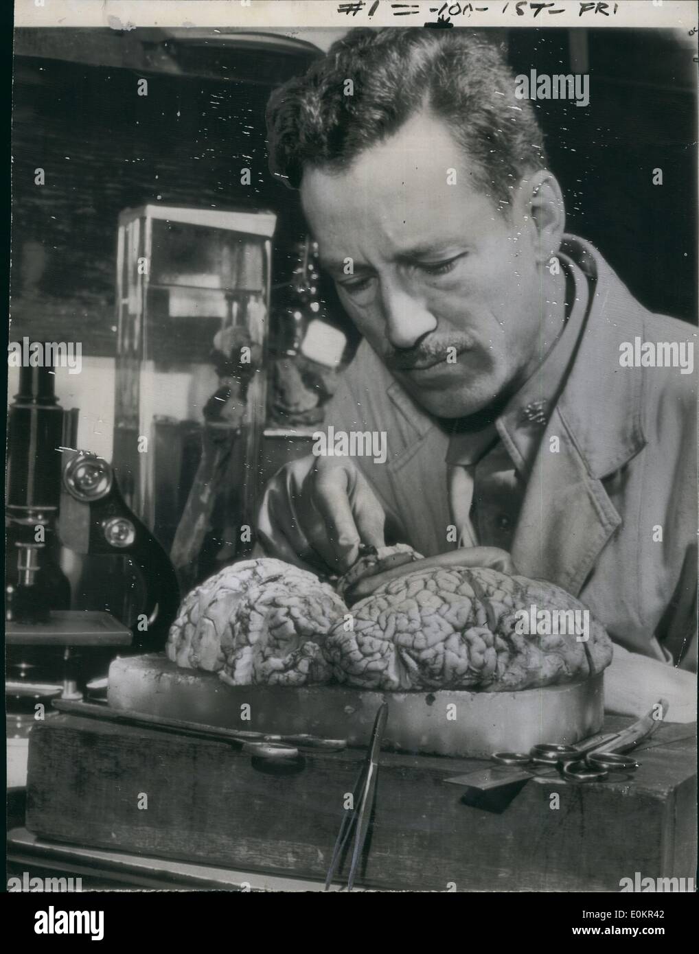 01 janv., 1946 - Médecin militaire le cerveau d'études Ley : Major Webb haymaker, neuropathologiste de l'Institut de pathologie de l'armée, procède à l'examen post mortem de cerveau du Dr Robert Ley, leader nazi qui s'est suicidé. Le cerveau a été transporté par avion vers les États-Unis à partir de l'Allemagne pour l'examen, qui a révélé que Ley avait depuis longtemps comme une maladie du cerveau '«suffisante...d'avoir affecté (sa), les facultés mentales et émotionnelles. Banque D'Images