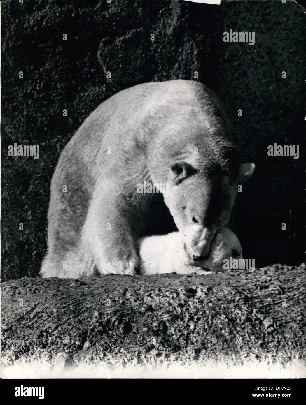 10 Fevr 02 1950 Le Soleil Fait Ressortir Le Bebe Ours Polaire A Jouer Avec La Mere Au Zoo De Londres Le Soleil Aujourd Hui Offert Brumas Le Bebe Ours Polaire