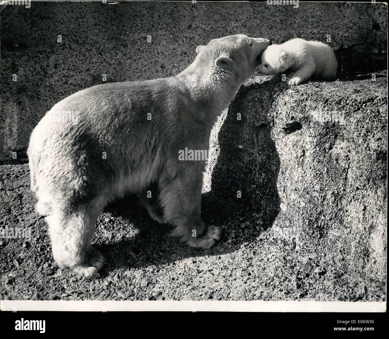 10 févr. 02, 1950 - Sunshine apporte pas le bébé ours polaire à jouer avec  la mère au Zoo de Londres ; Brumas, le Polar Bear cub au London Zoo être  caressé