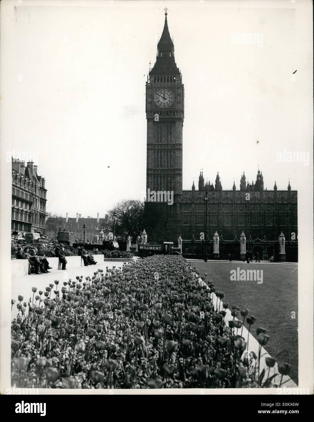 Avril 04, 1952 - Big Ben" est un tapis de fleurs. Le printemps est bien illustré avec cette photo - d'un ''tapis'' de tulipes qui semble mener directement à Big Ban - à la place du Parlement aujourd'hui. Banque D'Images