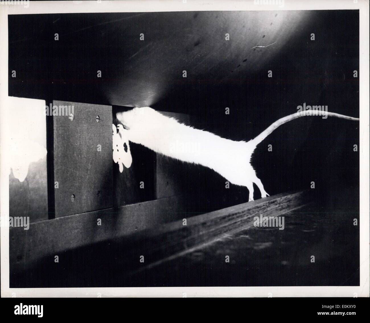 03 nov., 1952 - Rat choisissez ''objets'' : San Antonio, Texas : instruit des rats blancs jouent des rôles importants dans la recherche à l'École de médecine de l'Aviation, Randolph Air Force Base. Le Dr Paul A. Champs, au département de psychologie expérimentale a trouvé quelques sélectionnez les rongeurs si intelligent qu'il a été en mesure de leur apprendre à choisir des photos. Le Dr Field a conçu cette ''college'' de classe. Il y a une plate-forme divisée par un petit fossé, d'un côté se trouve une rangée de cinq panneaux, chacun portant une photo. Si le rat saute sur le volet de droite elle s'effondre et sa récompense est un morceau de nourriture Banque D'Images
