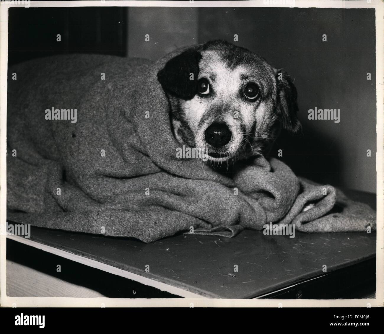 01 janv., 1953 - ''Rags'' le Terrier sauvé d'un incendie ; ''Rags'' un terrier de douze ans et son ''pal' ''Pingpong'' le chat était enfermé dans une pièce lorsque le domicile de Mme Burningham de Grove Park,. Denmark Hill, a pris feu aujourd'hui. Ils étaient à la fois surmonter par les fumées et ''Pingpong'' est mort mais ''Rags'' a été sauvée par firemens et envoyé à la RSPCA création à Brixton et de l'oxygène qui lui a sauvé la vie. Photo montre ''Rags'' semblent à la RSPCA établissement enveloppée dans un Blankst, cet après-midi. Banque D'Images