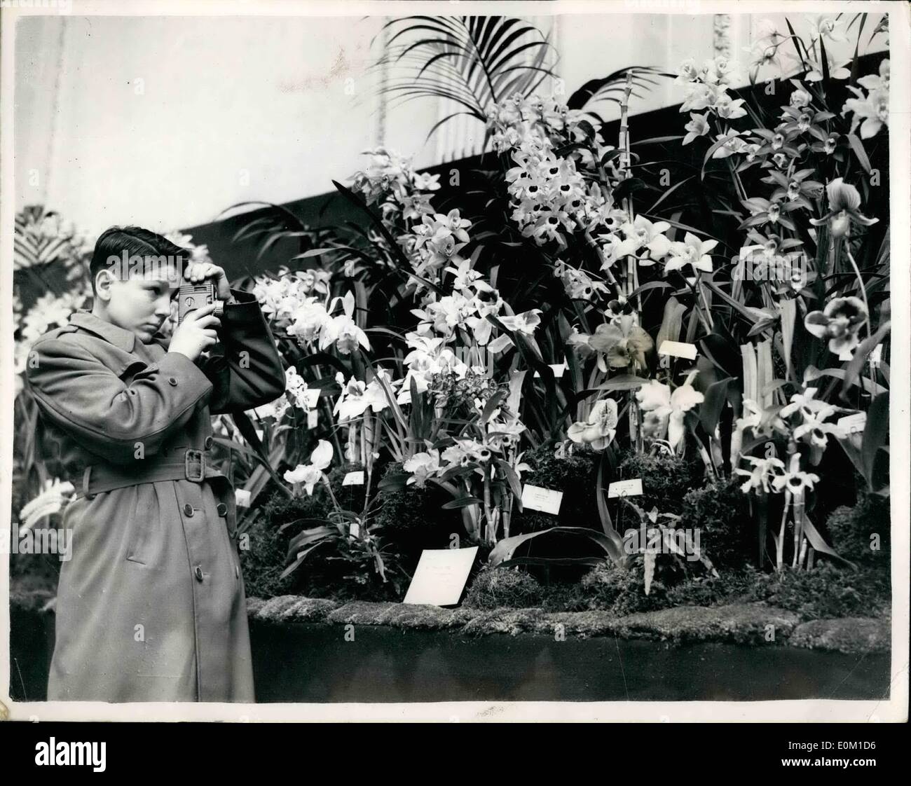 Mar. 03, 1953 - BRITISH ORCHID GROWERS ASSOCIATION SHOW À LONDRES. Jeune DE L'AMÉRIQUE À VOIR L'écran. De nombreuses fleurs merveilleuses plus pour être vu au British Orchid Growers Association Show qui a ouvert ses portes à la Royal Horticultural Hall de Westminster, ce matin. PHOTO : KEYSTONE MONTRE Jeune GEORGE WILLIAM BUTTERWORTH qui provient de Framingham, Massachusetts, États-Unis d'Amérique. prend un film cinéma de certains de l'exposition à l'exposition d'aujourd'hui. Il est arrivé à Londres avec son père - surtout pour voir cet affichage. Il a lui-même entre dans tous les orchid show aux États-Unis - et a connu de nombreux succès. Banque D'Images