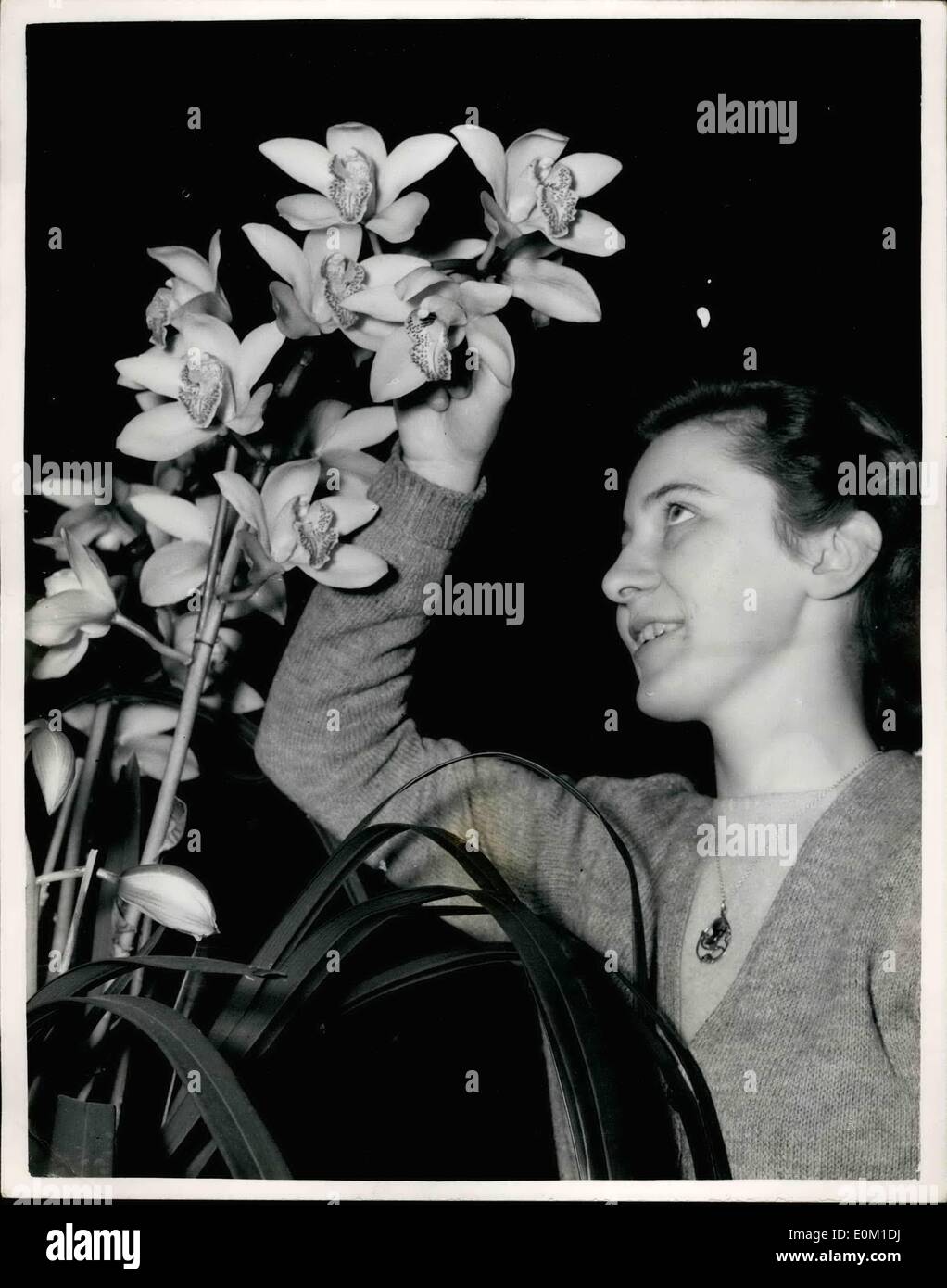 Mar. 03, 1953 - British Orchid Growers' Association Show à Londres : de nombreuses fleurs merveilleuses étaient d'être vu à l'Orchidée britannique Banque D'Images
