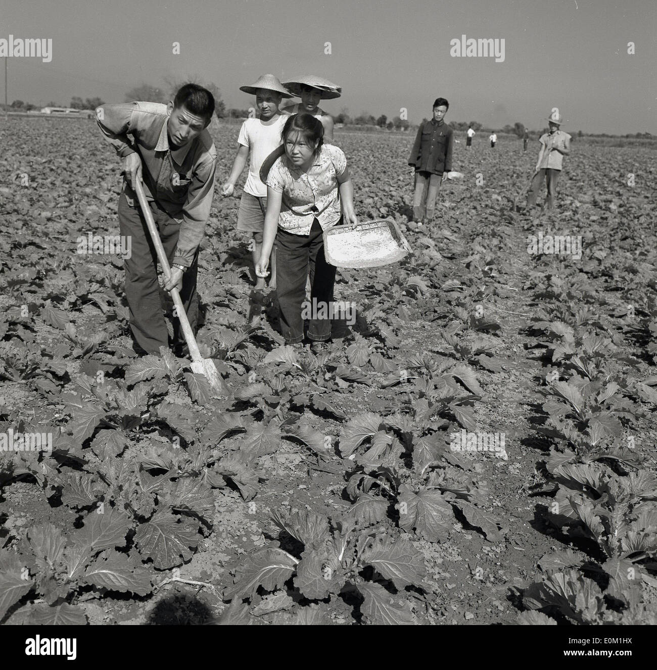 Photo historique Années 1950, les travailleurs agricoles chinois à l'extérieur dans un champ, les cultures cueillette à la main, certaines portant le chapeau chinois traditionnel, un coolie. Banque D'Images