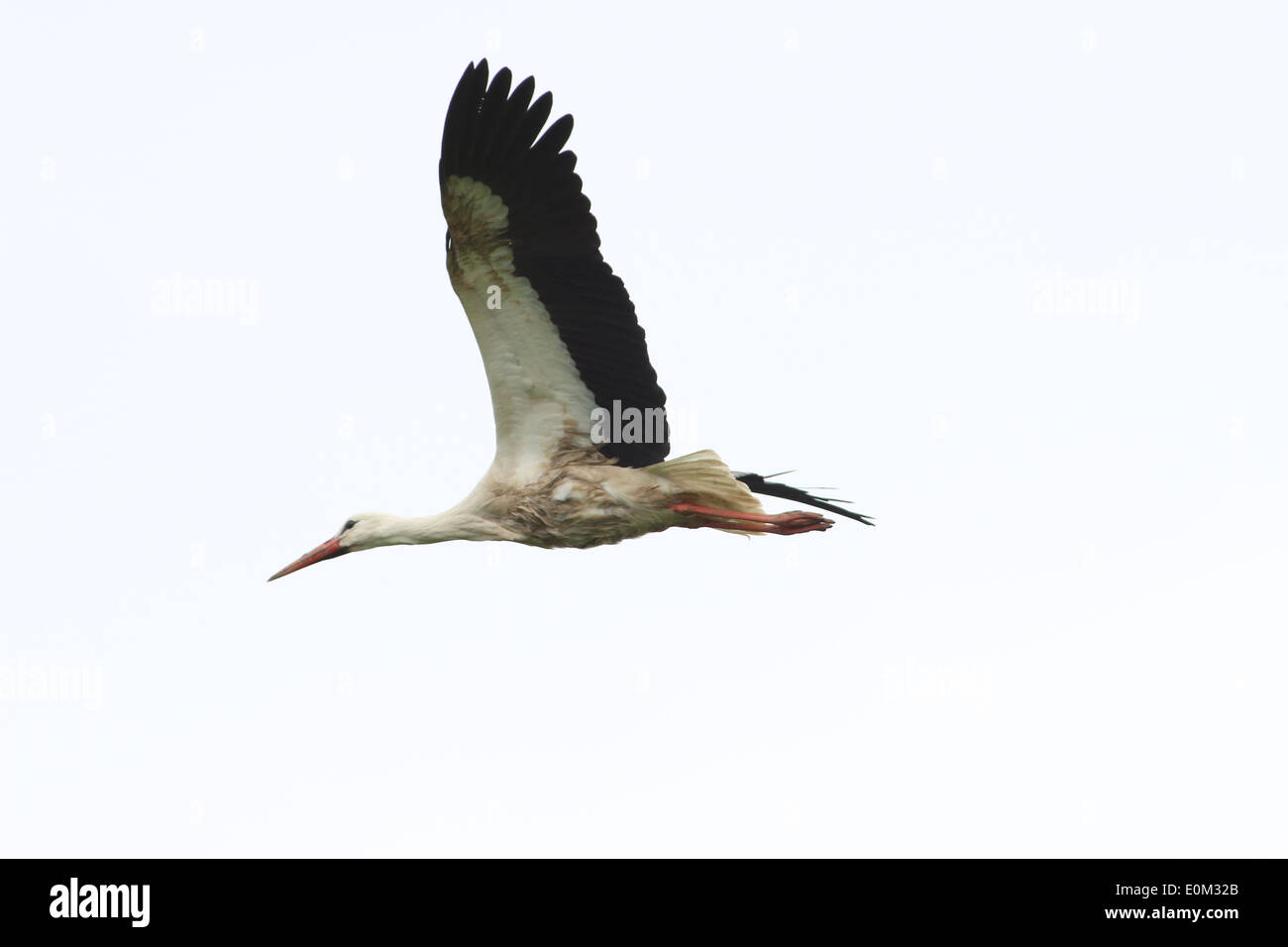 European Cigogne Blanche (Ciconia ciconia) en vol Banque D'Images