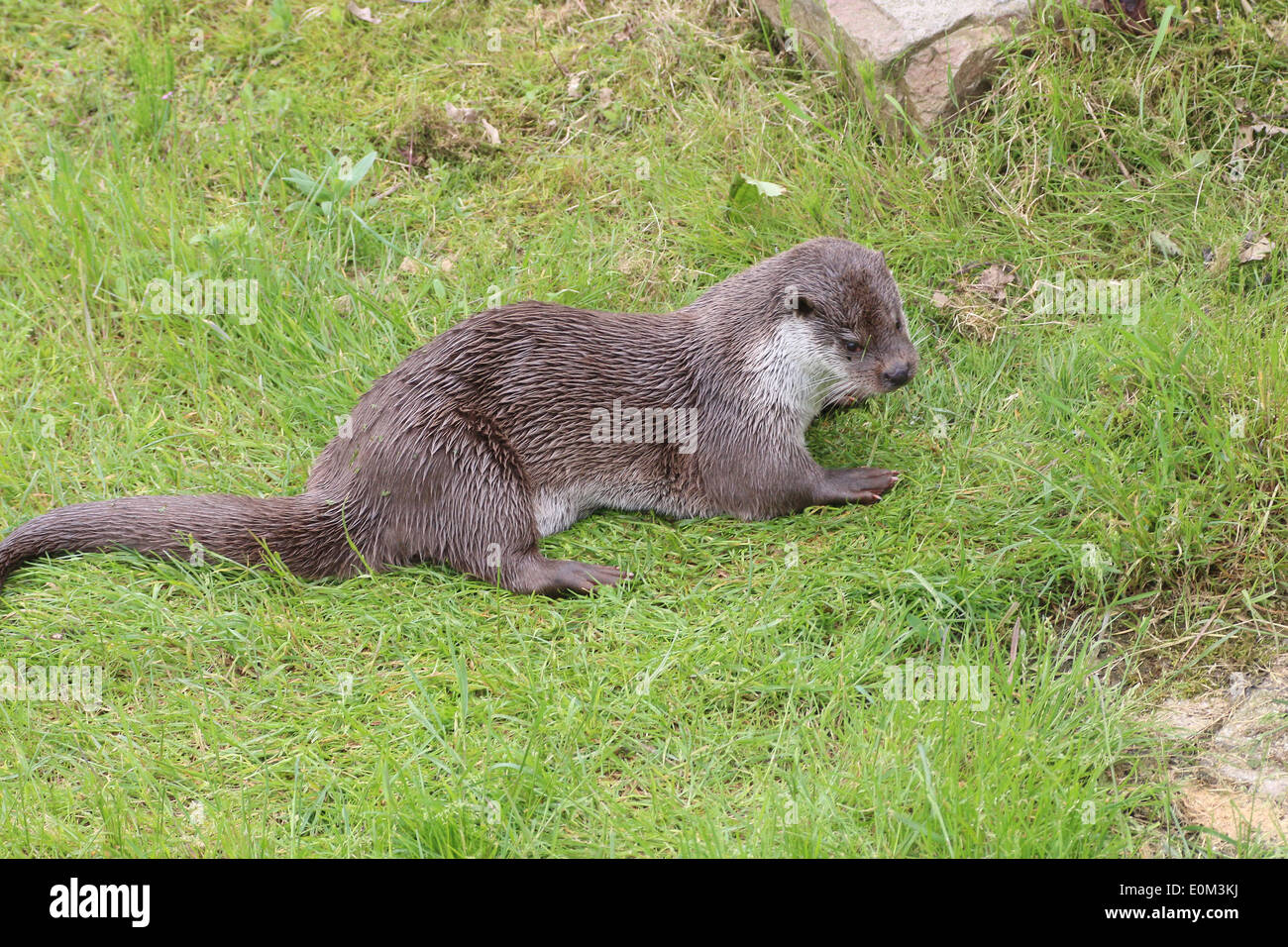 Close-up d'une loutre d'Europe (Lutra lutra). A.k.a Eurasian (rivière) ou loutre loutre du Vieux Monde Banque D'Images