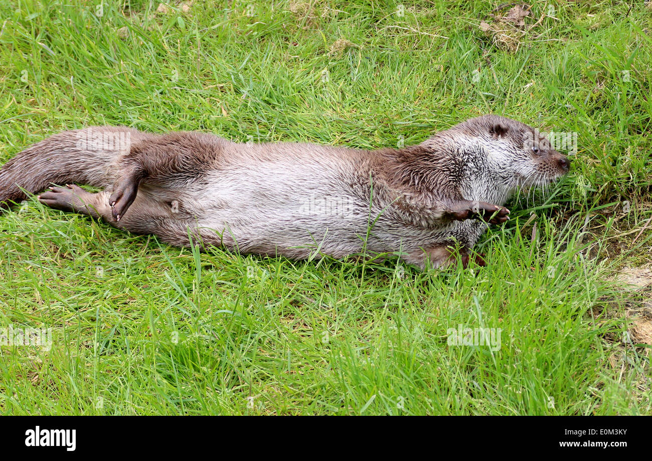 Close-up of a mâles de la loutre (Lutra lutra) sécher son pelage dans l'herbe. A.k.a Eurasian (rivière) ou loutre loutre du Vieux Monde Banque D'Images