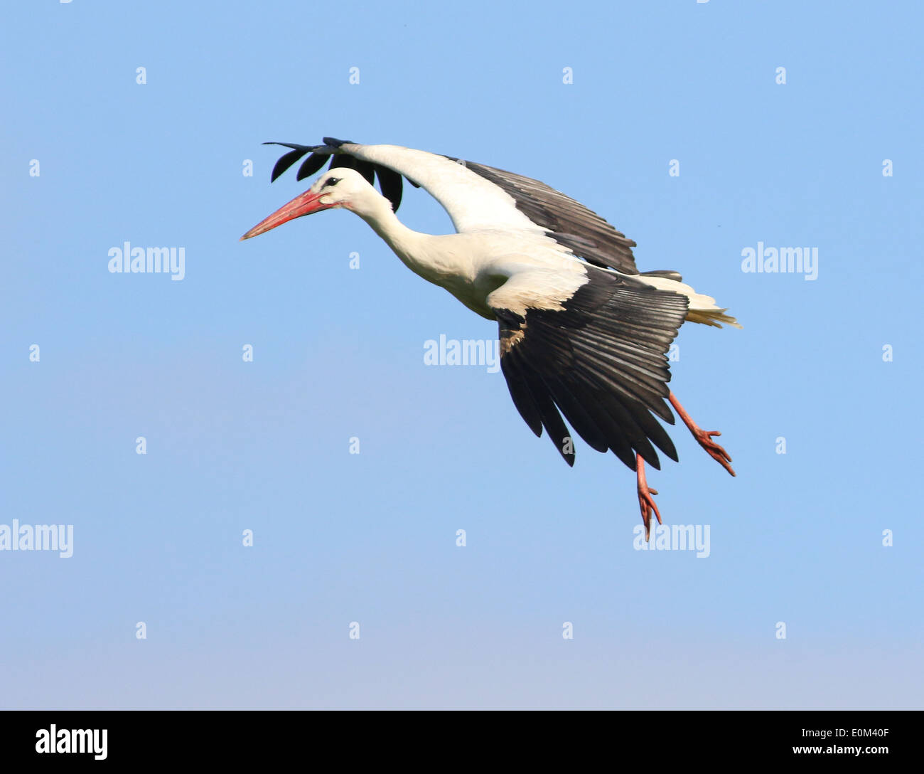 European Cigogne Blanche (Ciconia ciconia) en vol Banque D'Images