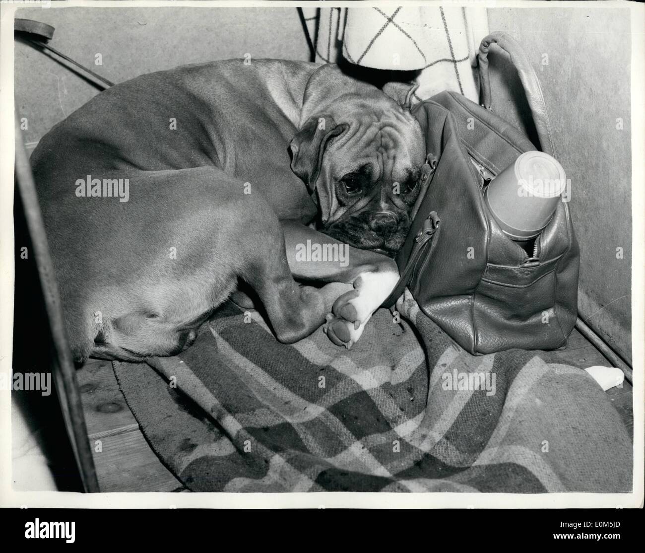 Juillet 07, 1953 - elle vient de ''n'' ''MMarion aide '' c'est facile. Boxer '' Bluerooks Maid Marion'' ne pouvait pas moins d'intérêt dans le Richmond dog show comme elle de cœurs jusqu'à prendre facile. première ou dernière un reste est tout ce qui compte maintenant. Banque D'Images