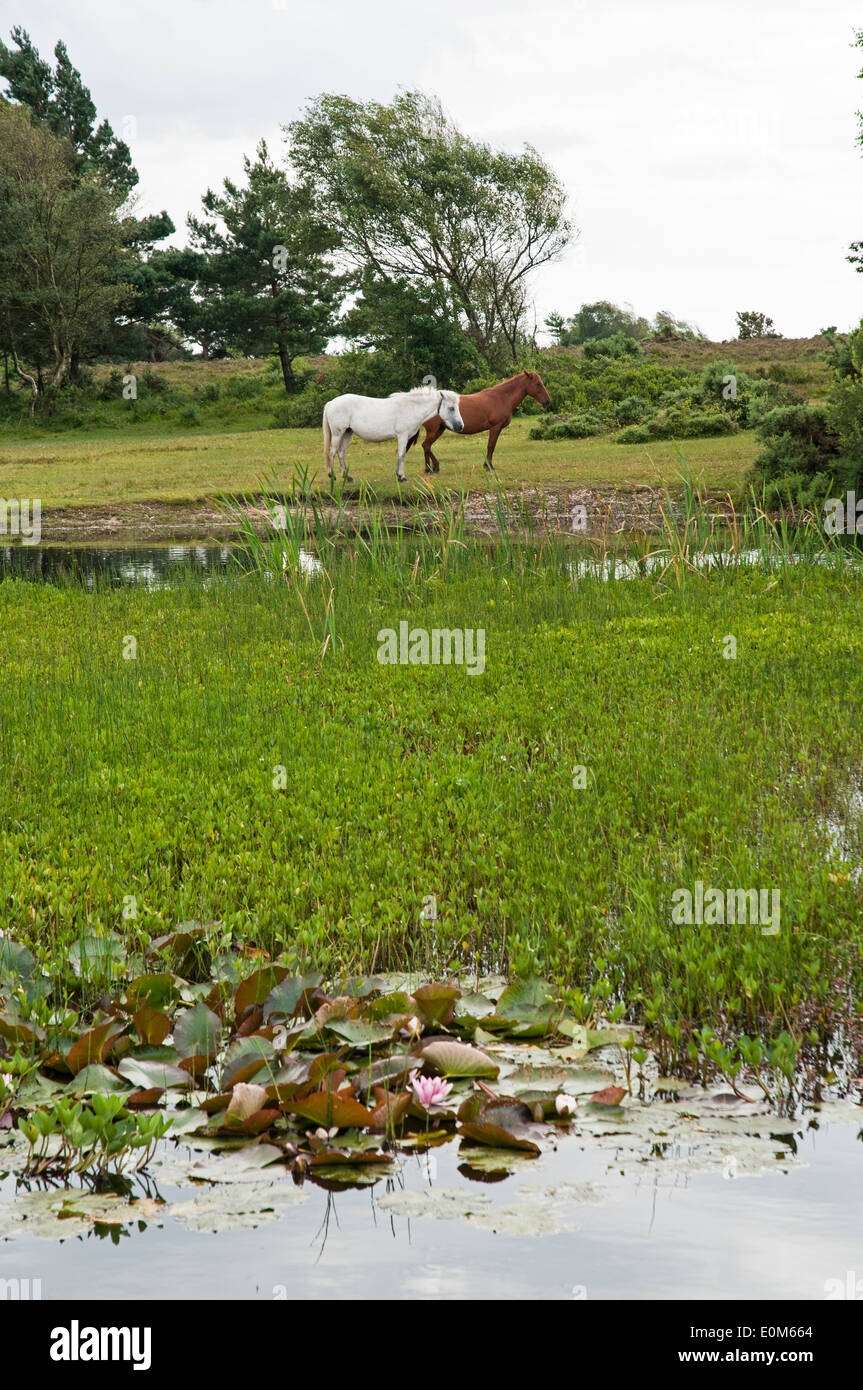 Poneys New Forest au pâturage Hatchet étang, Hampshire. Banque D'Images