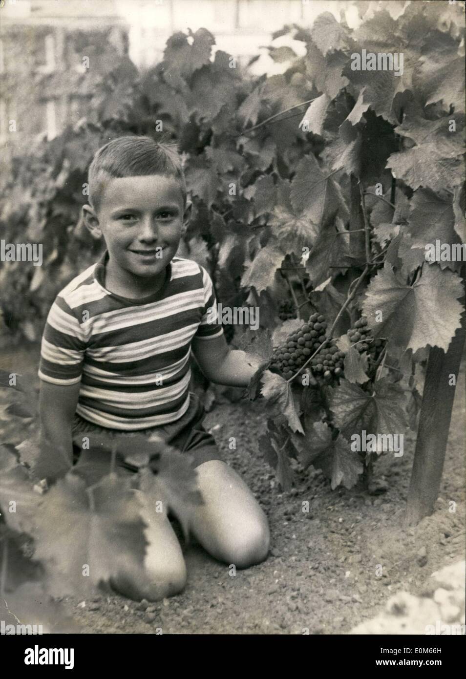 09 septembre 1953 - collecte de raisins à Montmartre : collecte de raisins à Montmartre, c'est de commencer sous peu. Les raisins sont mûrs et une fête traditionnelle se déroule chaque année au mois de Montmarte à cette occasion. Le petit ''Poulbots'' ont hâte à cet événement avec impatience. Un peu ''Poulbot'' sur la photo parmi les lourdes grappes de raisin à Montmartre. Banque D'Images