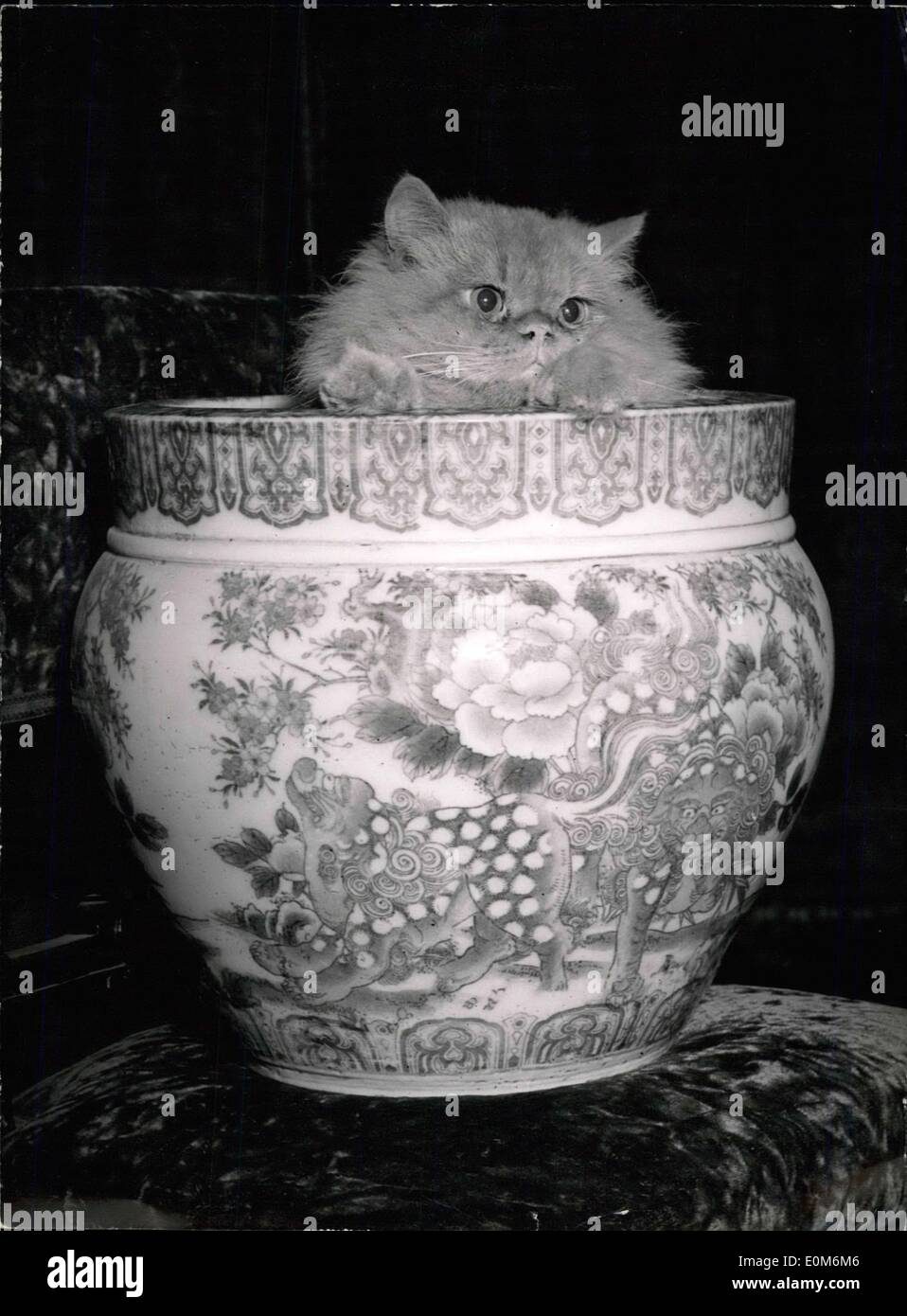 22 octobre 1953 - Exposition féline : Ce beau chat persan sems surpris d'être ''faces'' dans le vase. Elle est à prendre lors de la cat Continental Hotel, Paris ! Banque D'Images