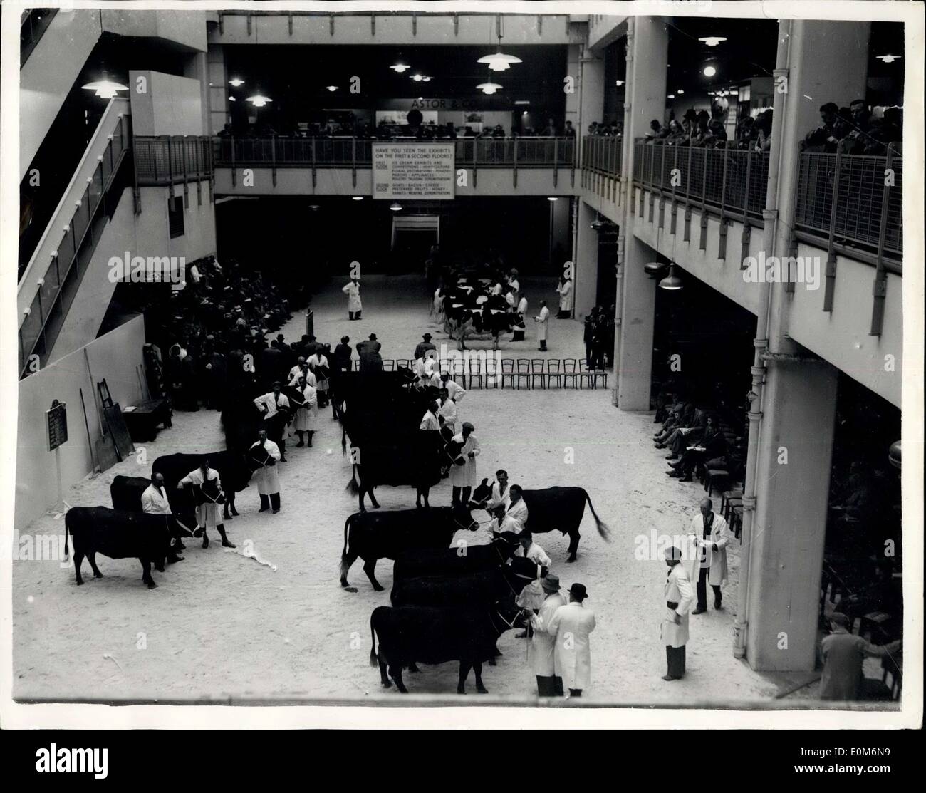 27 octobre 1953 - Ouverture de la Dairy Show à l'Olympia à en juger Bovins : La photo montre la scène pendant le jugement des bovins - au Dairy Show qui s'est ouverte ce matin à l'Olympia. Banque D'Images