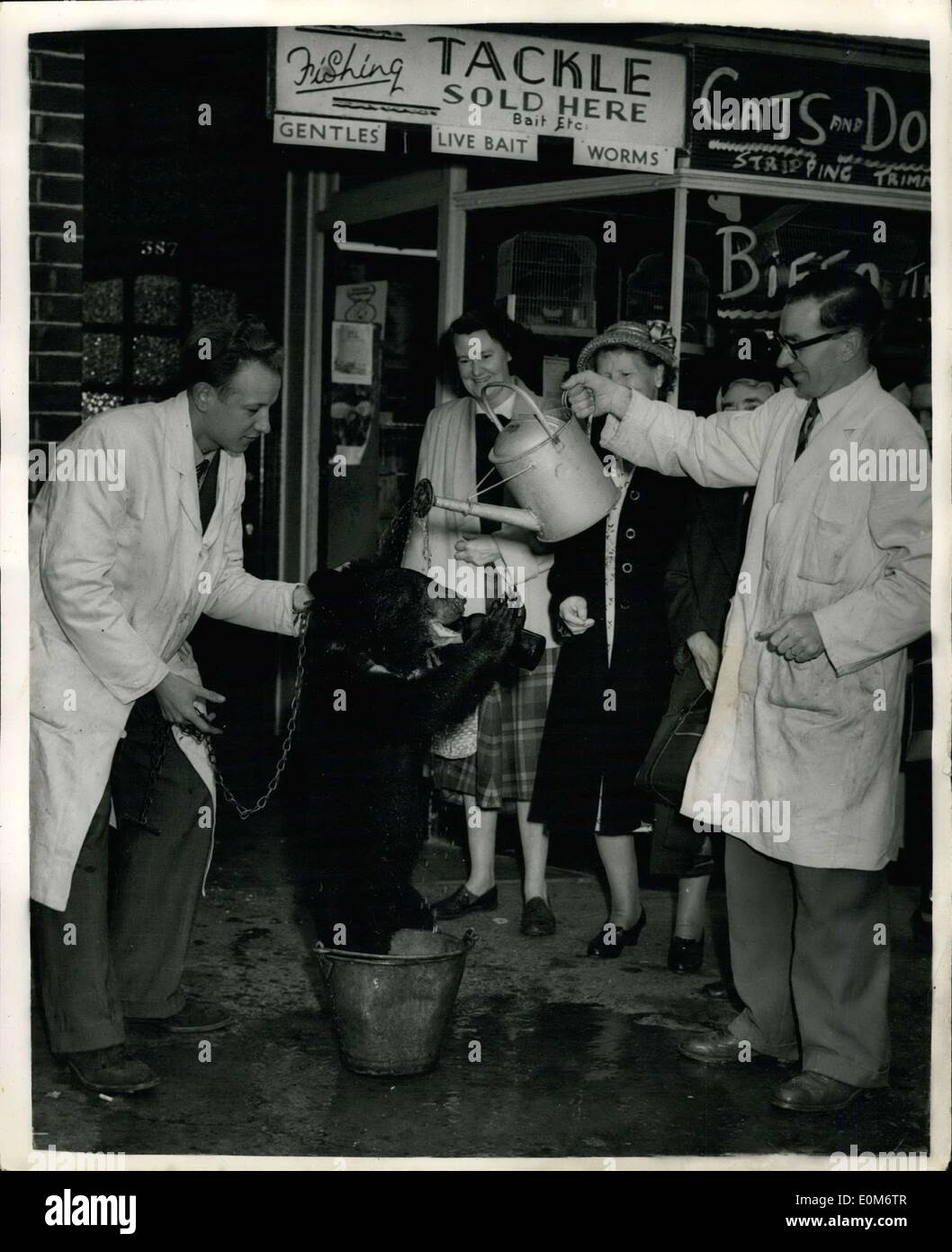 Septembre 18, 1953 - ''Biffo'' l'ours aime une baignoire et c'est dans la rue. : ''Biffo'' l'ours est très friands d'un bon bain et ainsi, lorsque des responsables de la Seigneurie Lane recreation ground a dit à son propriétaire Mme George Finnet de Tottenham qu'il ne pouvait pas utiliser recreation ground Boating Sondage pour son deux fois par semaine parce qu'il n'y avait pas de dip dans la disposition des textes d'application pour les ours de se baigner dans la piscine de plaisance qu'il avait une baignoire sur la chaussée dans un seau et des voisins considérés comme il avait sa douche en plein air. Banque D'Images
