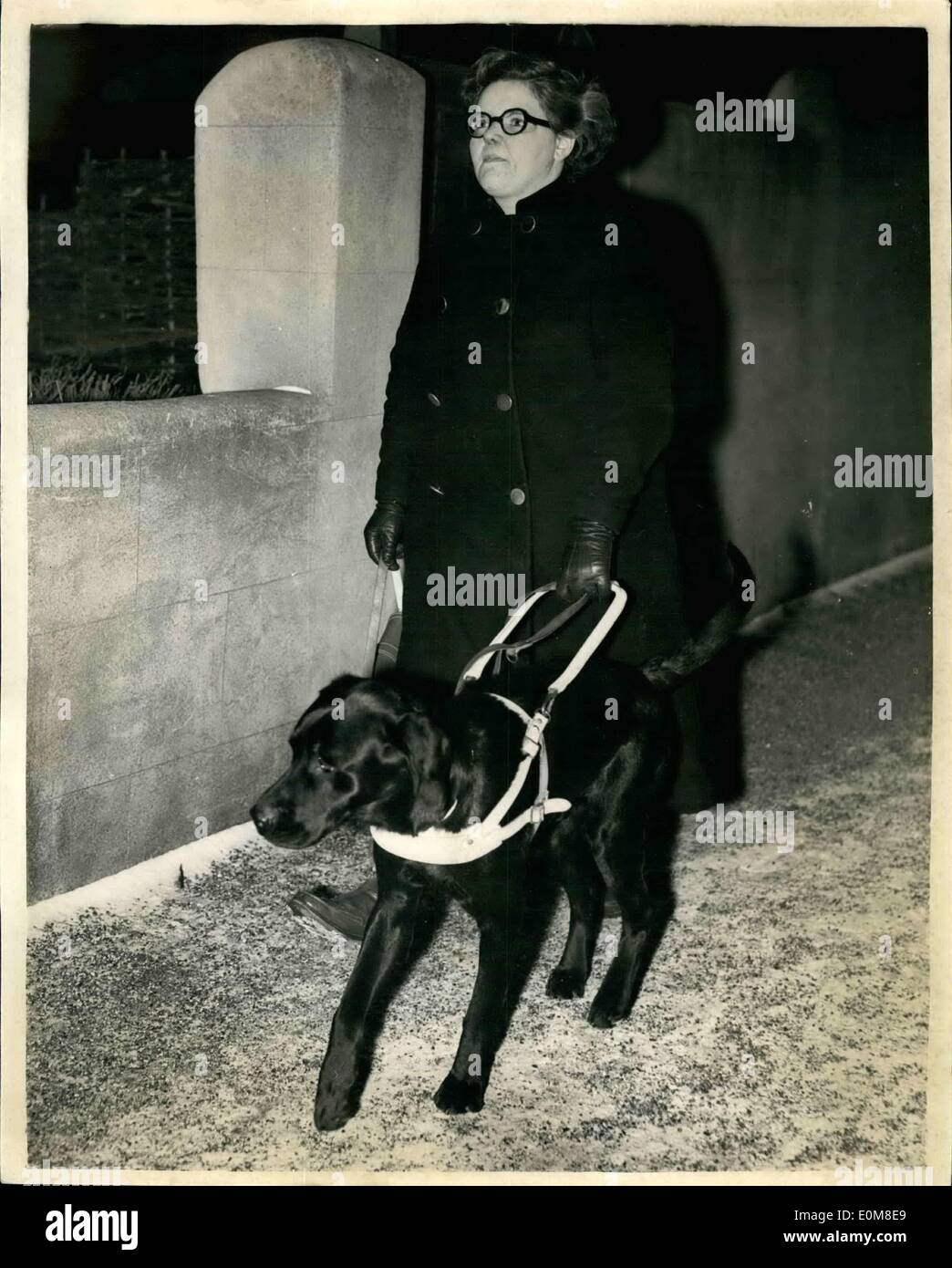 02 février 1954 - En février 1954, Monica Page,qui était alors âgé de 19 ans, a été tué par balle dans la face à un arrêt de bus, par son ex fiancée,qui a ensuite tué lui-même. Pour 4 mois elle a fait face à la mort. Une opération de greffe de peau suivie d'une autre. Son nez a été mis en place, et elle a été donné de faux yeux et lentement, il a été mis sur la voie de la vie. hier, Monica, qui est aveugle, part avec son chien-guide, à partir de sa maison de Dartford,sur un mille à pied d'une entreprise d'ingénierie pour aller travailler pour la première fois depuis février 1954. Avant puis elle y avait travaillé comme dactylo et retournait à son ancien emploi Banque D'Images