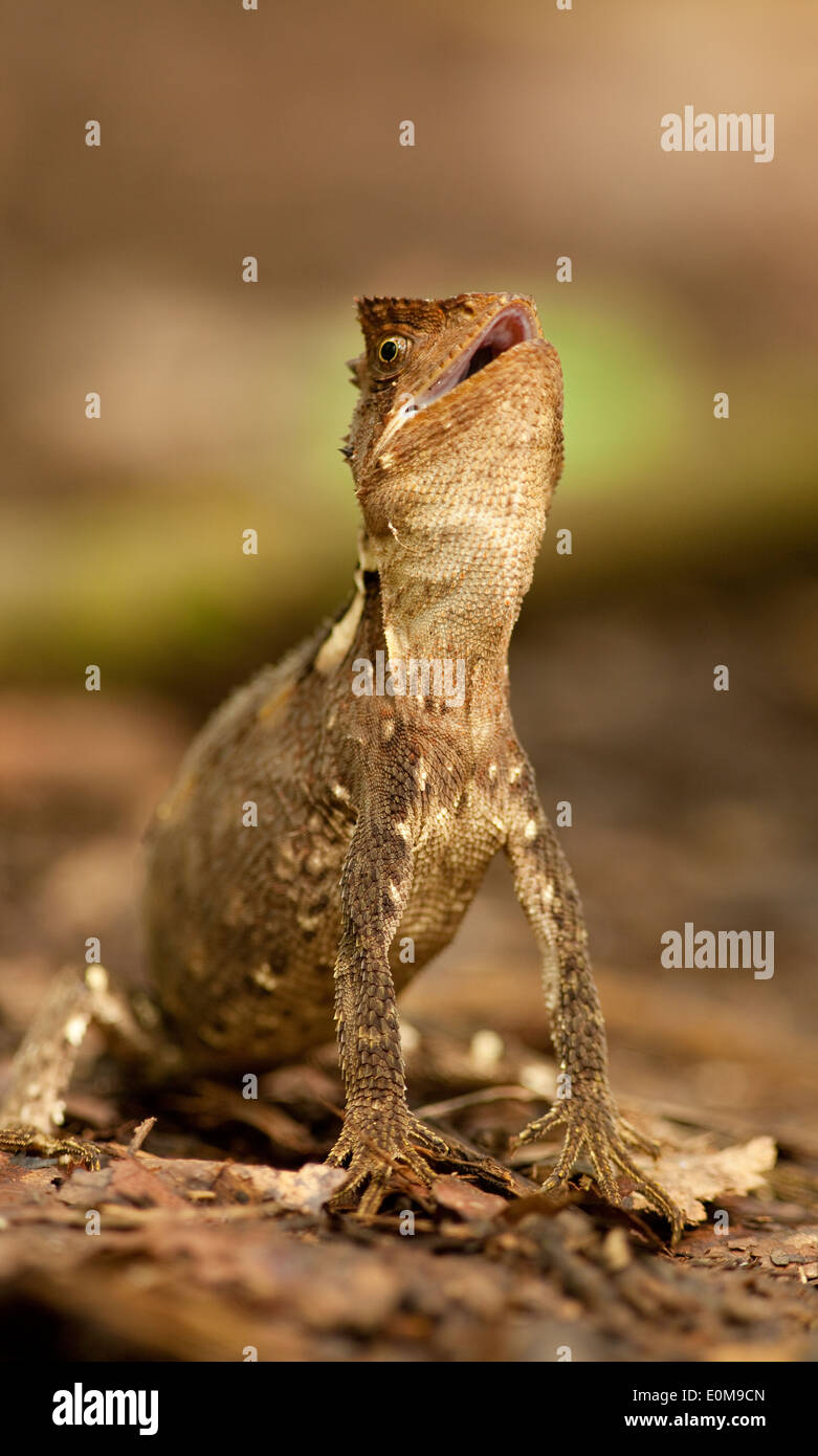 Amazon wood lizard Banque de photographies et d'images à haute résolution -  Alamy